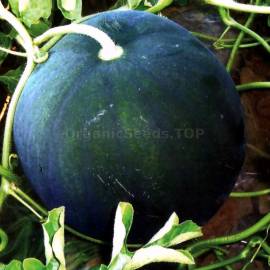 «Ohonok» - Organic Watermelon Seeds