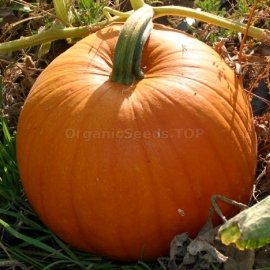«Hundred Pounds» - Organic Pumpkin Seeds