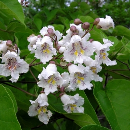 Organic Cigartree Seeds (Catalpa Bignonioides)
