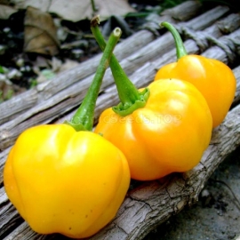 «Ratunda» - Organic Pepper Seeds