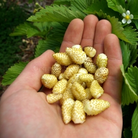 «Yellow Wonder» - Organic Alpine Strawberry Seeds