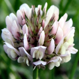 «Irish Luck» - Organic White Clover Seeds