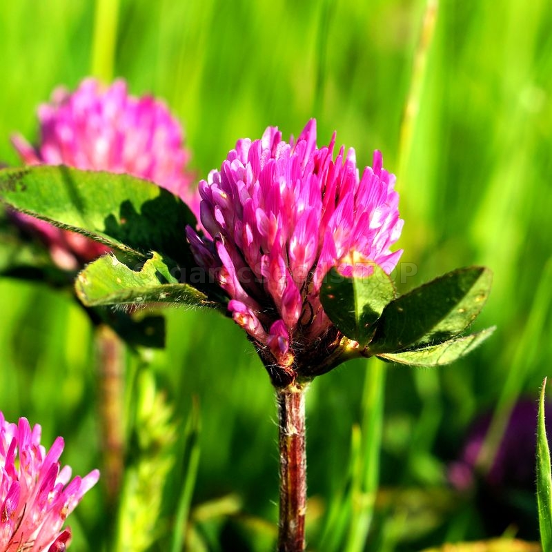 YANKEE TATTOO  Worried you might forget that Vermonts state flower is the Red  Clover Just get it tattooed on you Done by jasonallenart       vermont vt 802 