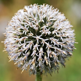 «Star Frost» - Organic Globe Thistle Seeds (Echinops Sphaerocephalus)