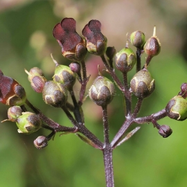 Figwort Seeds (Scrophularia Nodosa)
