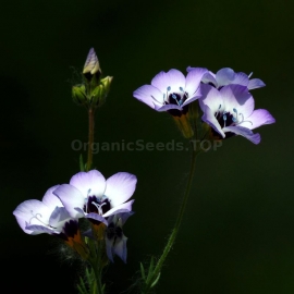 Organic Greek Valerian Seeds (Polemonium Caeruleum)