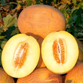 «Candy Marvel» - Organic Melon Seeds