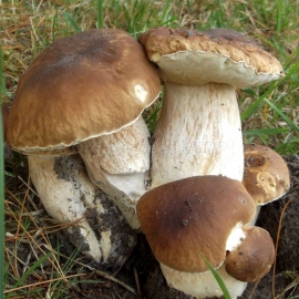 Porcini / Boletus Edulis - Organic Mushroom's Dry Mycelium