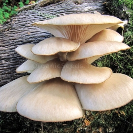 Pearl Oyster / Pleurotus ostreatus - Organic Mushroom's Dry Mycelium
