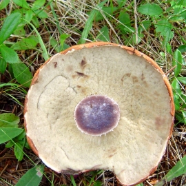 Orange Oak Bolete / Leccinum Aurantiacum - Organic Mushroom's Dry Mycelium