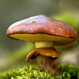 Slippery Jack / Suillus Luteus - Organic Mushroom's Dry Mycelium