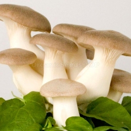 King Oyster / Pleurotus Eryngii - Organic Mushroom's Dry Mycelium