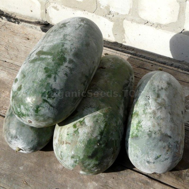 «Canton Pride» Organic Wax Gourd Seeds Shipping is free for orders