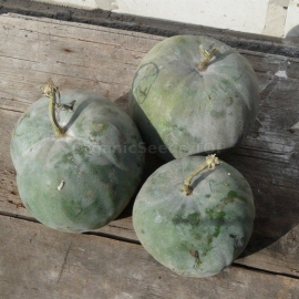 «Thai Round» - Organic Wax Gourd Seeds