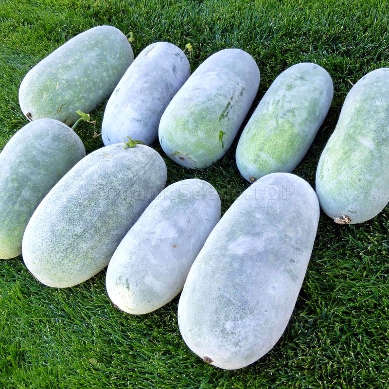 «Thai Big Melons» Organic Wax Gourd Seeds Shipping is free for orders over €50