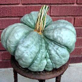«Triamble» - Organic Pumpkin Seeds