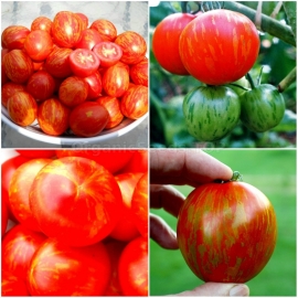«Amur Tiger» - Organic Tomato Seeds
