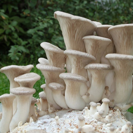 «White steppe» (Pleurotus eryngii) - Organic Mushroom Spawn