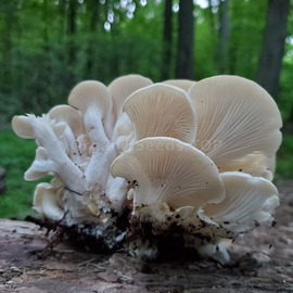 «Oyster mushroom» (Pleurotus ostreatus) - Organic Mushroom Spawn