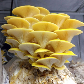«Oyster mushroom lemon» (Pleurotgs citrinopileaus) - Organic Mushroom Spawn