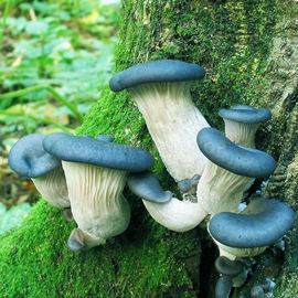 «Oyster mushroom blue» (Pleurotus columbinus) - Organic Mushroom Spawn