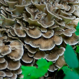 «Maitake» (Grifola frondosa) - Organic Mushroom Spawn
