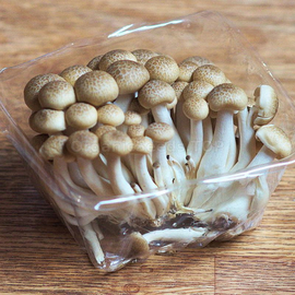 «Marble white honey agaric» (Hypsizygus marmoreus white) - Organic Mushroom Spawn