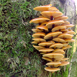 «Winter honey agaric» (Flammulina velutipes) - Organic Mushroom Spawn