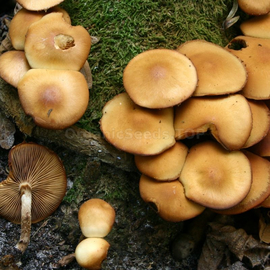 «Summer honey agaric» (Kuehneromyces mutabilis) - Organic Mushroom Spawn