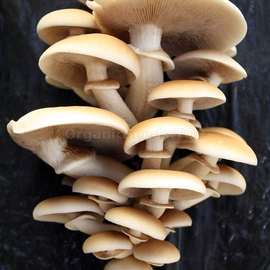 «Poplar mushroom» (Agrocybe aegerita) - Organic Mushroom Spawn