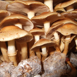 «Japanese honey agaric» (Pholiota nameko) - Organic Mushroom Spawn