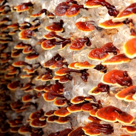 Reishi / Ganoderma lucidum - Organic Mushroom Spawn