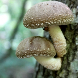 Shiitake / Lentinus edodes - Organic Mushroom Spawn