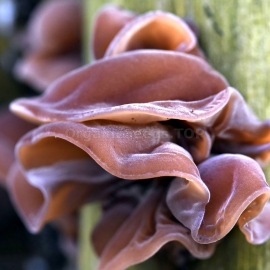 Juda's Ear / Auricularia Auricula Judae - Organic Mushroom Spawn