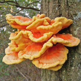 «Latipurus» (Laetiporus sulphureus) - Organic Mushroom Spawn