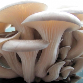 Summer Oyster / Pleurotus - Organic Mushroom Spawn
