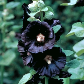 «Black» - Organic Hollyhock Seeds