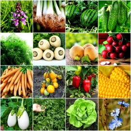 «Easy Garden» - Organic Heirloom Seed Variety Packs