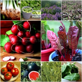 «Early Spring» - Organic Heirloom Seed Variety Packs