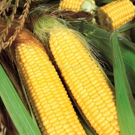 «MOS 182SV» - Organic Corn Seeds
