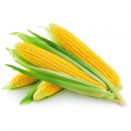 «Lyubava 279МВ» -Organic Corn Seeds