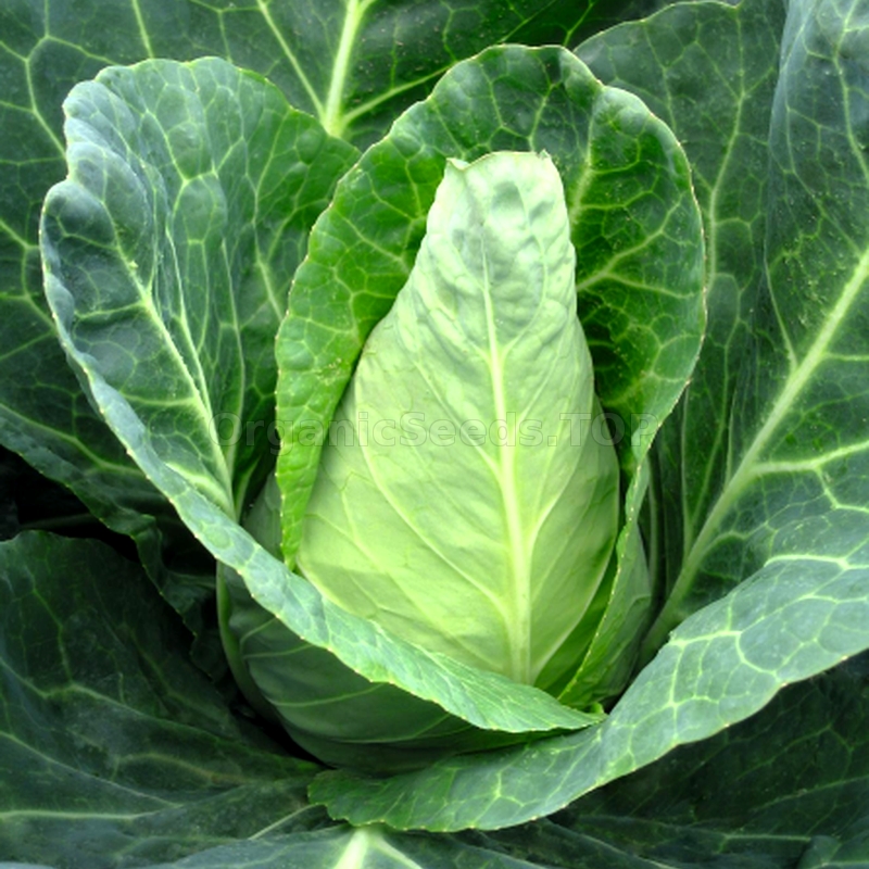 «Express» Organic Cabbage Seeds Shipping is free for orders over €50