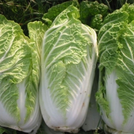 «Garnet» - Organic Napa Cabbage Seeds