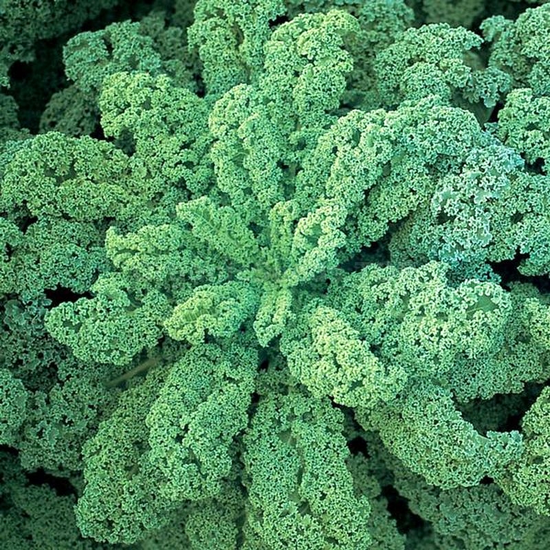 «Dwarf Green Curled» Organic Kale Seeds Shipping is free for orders