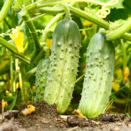 «Kharkov» - Organic Cucumber Seeds