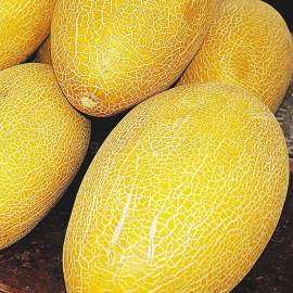 «Ananas» - Organic Melon Seeds