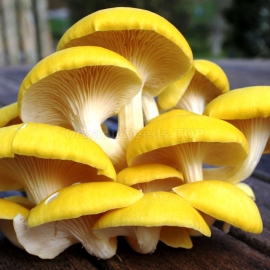 Yellow Oyster / Pleurotus citrinopileatus - Organic Mushroom's Dry Mycelium