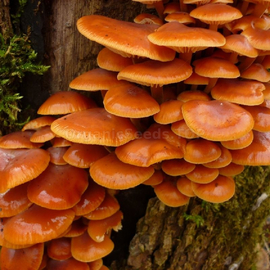 «Winter honey agaric» (Flammulina velutipes) - Organic Mushroom's Dry Mycelium