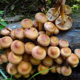 «Summer honey agaric» (Kuehneromyces mutabilis) - Organic Mushroom's Dry Mycelium
