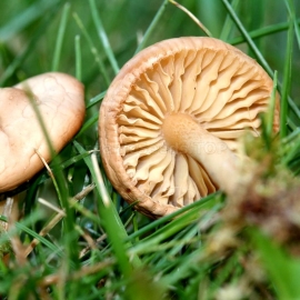 Fairy Ring Mushroom / Marasmius Oreades - Organic Mushroom's Dry Mycelium